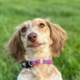 Dachshunds from Pine Ridge Mini Doxies