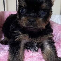Biewer Terrier and Yorkshire Terrier Puppies from Carolyn Major