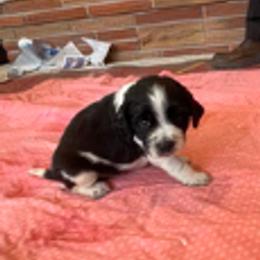 Ebony - Black and white female English Springer Spaniel puppy in Sherwood, Oregon from Cherri's English Springer Spaniels