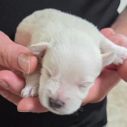Chex - White male Miniature Schnauzer puppy in Allison, Iowa from Firefly Stables