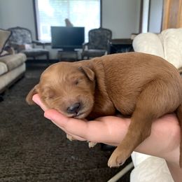 Goldendoodle Puppies from Mountainside Goldendoodle