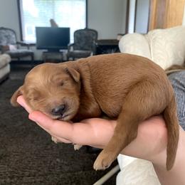 Goldendoodle Puppies from Mountainside Goldendoodle