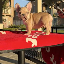 Baby boy 1 - Fawn male French Bulldog puppy in Eastvale, California from Bully Mates