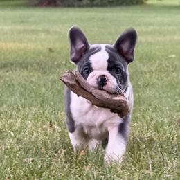 Louisiana - Blue female French Bulldog puppy in Indiana from Pine Valley Frenchies