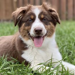 Australian Shepherds from Southern Luck Aussies