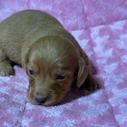 Badger - Red male Dachshund puppy in Salem, Oregon from Longdox Mini Dachshunds