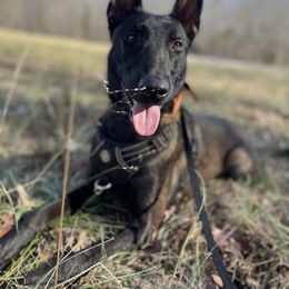Belgian Malinois All Grown Up from E-Quality Kennels