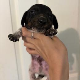 Snowball - Piebald male Dachshund puppy in Conroe, Texas from R&M Dachshunds
