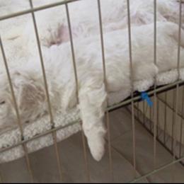 Bichon Frise Puppies from My Bliss Bichons