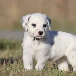 Girl 7 - Dalmatian puppy in Cottage Grove, Oregon from Hidden Hills Dalmatians