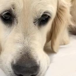 Golden Retrievers from Island Companions
