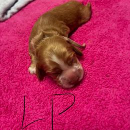 Light pink - Buff female Cocker Spaniel puppy in Phil Campbell, Alabama from Clark’s Cocker Spaniels