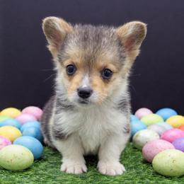 Finn - Black and tan male American Corgi puppy in Missouri from Country Legends Aussies & Corgis