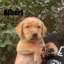 Albert - Yellow male Labrador Retriever puppy in Tigard, Oregon from Morrison Labrador Retreivers