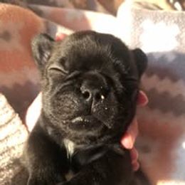 French Bulldog and Miniature Bull Terrier Puppies from Dogs of Dyhar