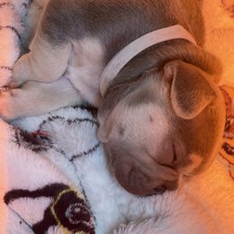 French Bulldog Puppies from Langiappe Frenchies