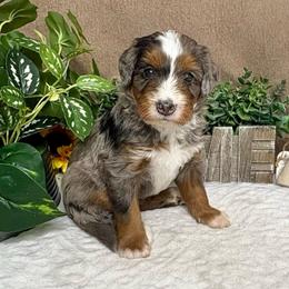 Cheddar - Blue merle female Bernedoodle puppy in Seymour, Missouri from D and D’s Dandy Doodles