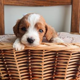 Magnolia - White collar girl - Red  female Goldendoodle puppy in Ruthorfordton, North Carolina from Duncan Doodles Goldendoodles