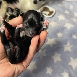 Dapper - Black male Pomeranian puppy in Franklin, North Carolina from A&J Cutie Pawtooties