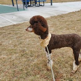 Merida - Poodle