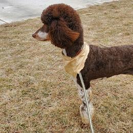 Merida - Poodle