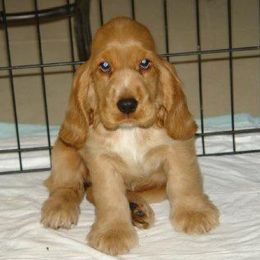 English Cocker Spaniel Puppies from Bellaluna English Cockers