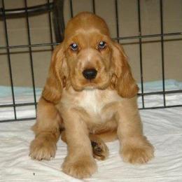 English Cocker Spaniel Puppies from Bellaluna English Cockers