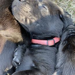 Labrador Retriever Puppies from Marshland Retrievers LLC