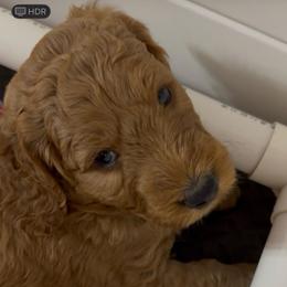 Light Blue Collar - Red  male Goldendoodle puppy in Winchester, Tennessee from Mahaffey’s Doodles