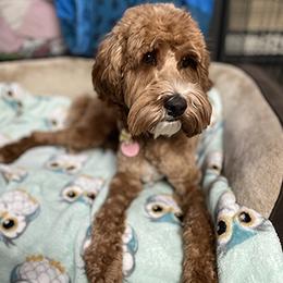 Rosie - Australian Labradoodle