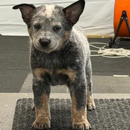 BOB - Blue speckled male Australian Cattle Dog puppy in Sanger, Texas from Straight Arrow Australian Cattle Dogs