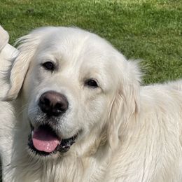 Teddy - Golden Retriever