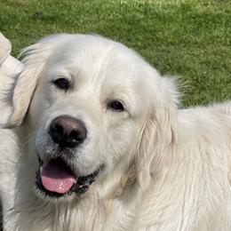 Teddy - Golden Retriever