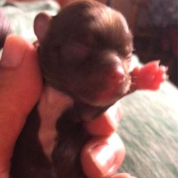 Chocolate with white chest - Chocolate and white female Chihuahua puppy in Amelia, Virginia from Pannell’s Precious Pups