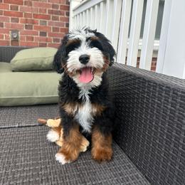 Australian Mountain Doodle and Bernedoodle All Grown Up from Blue Skye Doodles