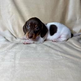 Bruno - Piebald male Dachshund puppy in Aurora, Missouri from Baker Farms