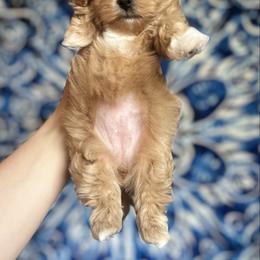 Sienna - Apricot female Assorted Doodle Crosses puppy in Montclair, California from House of Paws Kennel
