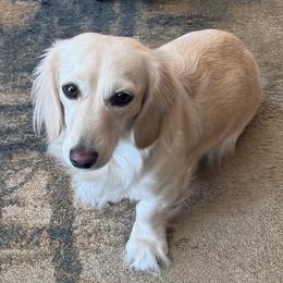 Dachshunds from Dashing Dachshunds