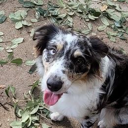 Zona - Australian Shepherd