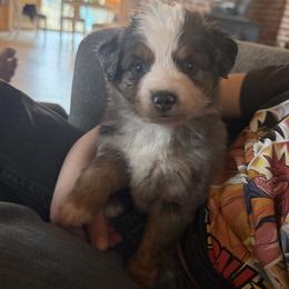 Blue - Blue merle male Miniature Australian Shepherd puppy in Westminster, New Hampshire from Smokin Gun Aussies