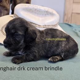 Dark cream brindle - Brindle male Dachshund puppy in Cedar City, Utah from Country Doxies
