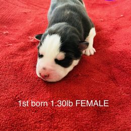 "FREYAxGUNNAR litter 02.18.21" Siberian Husky Puppies from Phresh Pharm Husky Ranch