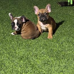 French Bulldog Puppies from Mosaic French Bulldogs