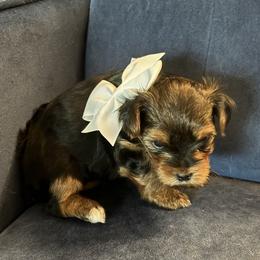 Yorkshire Terrier Puppies from Rosenthal Yorkies