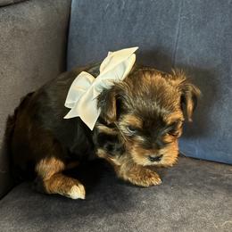 Yorkshire Terrier Puppies from Rosenthal Yorkies