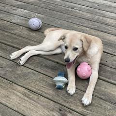 Xoloitzcuintli puppies from Xolos Mucino