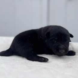 No collar female - Black sable female Belgian Malinois puppy in Russellville, Kentucky from KCK9