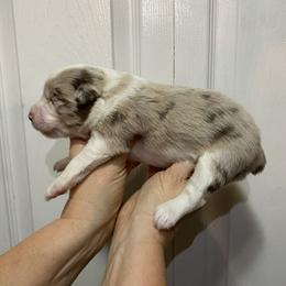 Harvest - Red merle male Miniature Australian Shepherd puppy in Marysville, Washington from Garay Mini Aussies