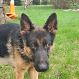 Jack - German Shepherd