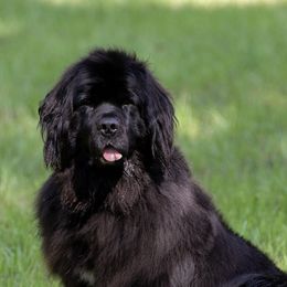 Newfoundlands from perch farm